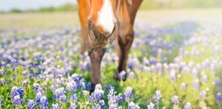 Rethinking Retirement: What “A Good Life” Means for Horses