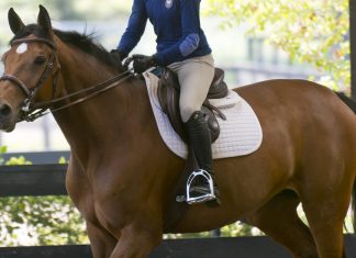 Trainer Tuesday: How do you help a physically or structurally limited horse activate their hind end if they can’t accomplish a ‘frame’ in the traditional sense?