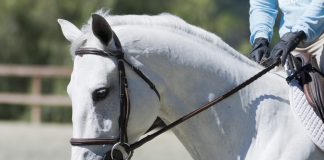 Trainer Tuesday: What exercises can you practice on the flat to help a horse that tends to get heavy and too much on the forehand while jumping?