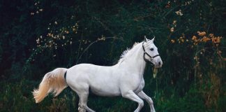 The Long Road to Excellence: Developing the Modern Sport Horse