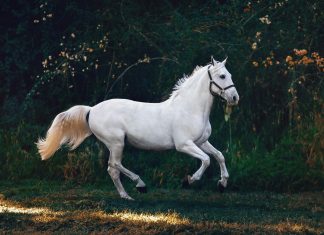 The Long Road to Excellence: Developing the Modern Sport Horse