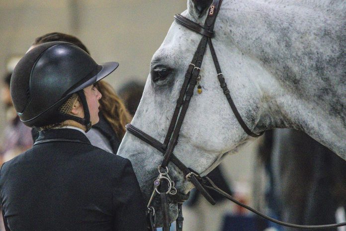 listen-horse