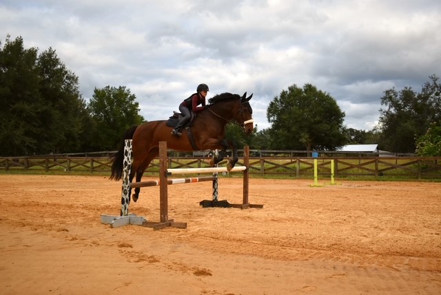 Brylee_Pharaoh_Jumping