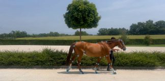 TrojanTrack: The Launch of Revolutionary Horse Movement Analysis Technology, Bringing Data-Led Insights to Everyday Equine Care