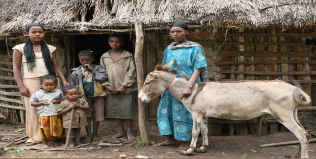 Working donkey and family