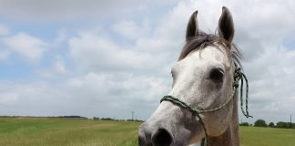 Structure Is Not Abuse: Why Horses Need Clear Communication