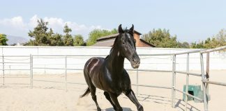 HLHV Guide: Why Circulatory Issues in Horses Aren’t Just Cosmetic and What Every Owner Should Know