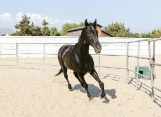 HLHV Guide: Why Circulatory Issues in Horses Aren’t Just Cosmetic and What Every Owner Should Know
