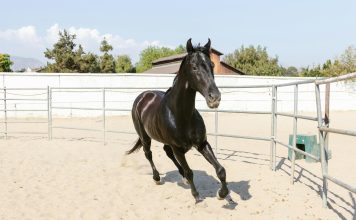 HLHV Guide: Why Circulatory Issues in Horses Aren’t Just Cosmetic and What Every Owner Should Know