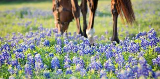What Every Horse Owner Should Plan for Before an Emergency Happens