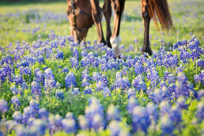 simon-bluebonnets