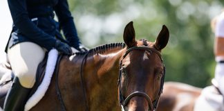 Green Mistakes vs. Red Flags: How to Read a Young Horse More Fairly