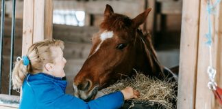 Seasonal Shifts: Adjusting Your Horse Nutrition From Summer to Winter