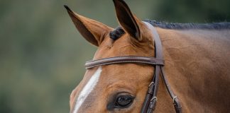 Consistency Is What Protects Horses When Pressure Increases