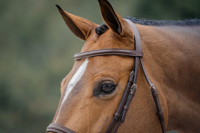 head-closeup
