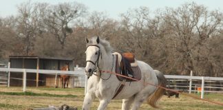 Cross-Cantering on the Lunge: What It Means and What to Do