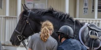 Internet Brain at the Horse Show: Is Your Phone Costing You Rounds?