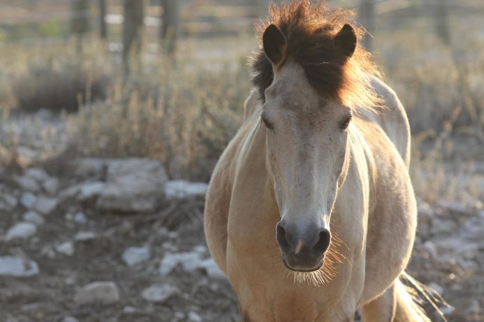 pony-field