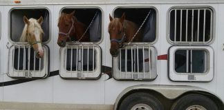 From Winter Storage to Spring Shows: Your Pre-Season Horse Trailer Revival Guide
