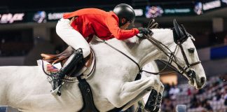Can Horses Like Greya Save Show Jumping Fans?