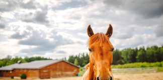 Managing Mosquito-Borne Diseases in Horses