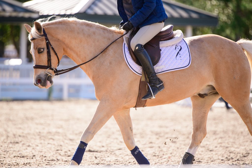 Why More Adult Amateurs Are Choosing to Ride Ponies The