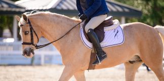Why More Adult Amateurs Are Choosing to Ride Ponies