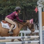 How to Choose the Right Horse for Your Riding Goals