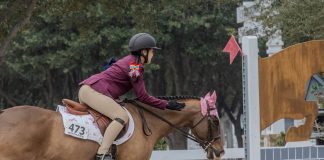 How to Choose the Right Horse for Your Riding Goals