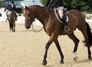 Trainer Tuesday: How Would You Help A Rider Who Struggles to Hold Their Lower Leg Still?