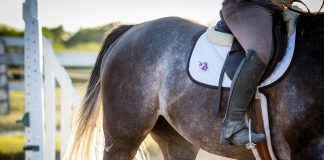 The Unofficial Guide to Barn Personalities