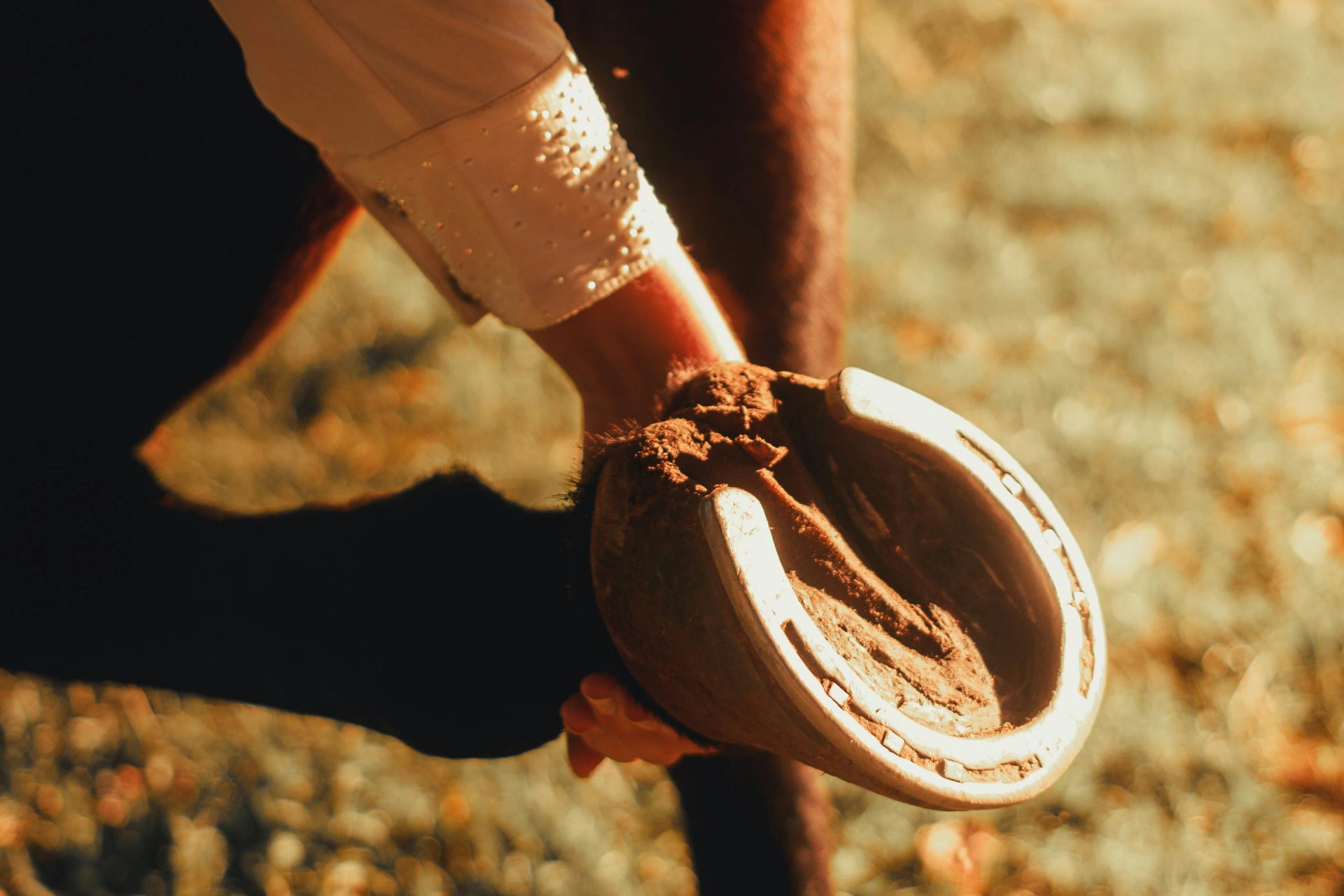 Why Hoof Health Is Becoming a Bigger Conversation in the Hunter/Jumper ...