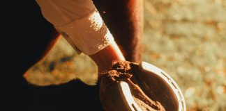 Why Hoof Health Is Becoming a Bigger Conversation in the Hunter/Jumper World