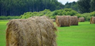 Choosing Hay for Performance Horses: A Florida Owner’s Guide