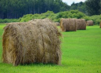 Choosing Hay for Performance Horses: A Florida Owner’s Guide