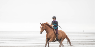 Prioritizing Horse Welfare and Science-Based Training Methods is the Future of Competition