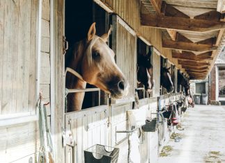 When the Barn Goes Dark: What Every Boarder Should Ask About Emergency Preparedness