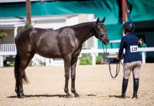 The Name Behind the Name: Understanding the New USEF Breeder Prefix/Suffix Initiative