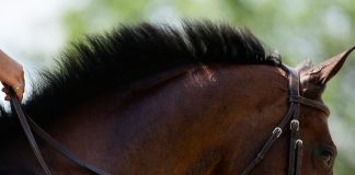 The Case for a USEF Equestrian Ethics Consultation Committee