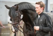 Humanity Over Vanity: Rethinking Horse Welfare in Clipping and Grooming