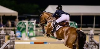 Don’t Horse Shop Alone: Why You Need Expert Help