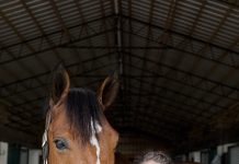 Start with the Teeth: What Dentistry Reveals About the Whole Horse