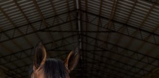 Start with the Teeth: What Dentistry Reveals About the Whole Horse