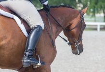What You Feed Before You Ride Might Be Protecting Your Horse’s Stomach