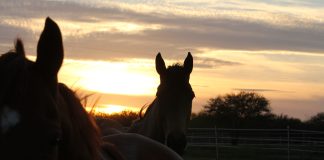 The Case for Night Turnout Year Round: Why Flipping the Schedule Is Worth Considering