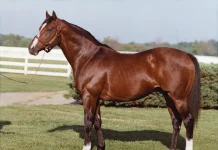 The Thoroughbred Project: Grandpa’s favorite grandchild…Northern Dancer or Mr. Prospector?