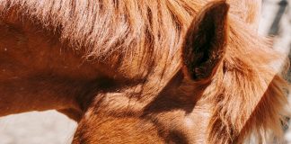 When the Grass Is Gone, What Happens to Vitamin E?