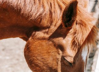 When the Grass Is Gone, What Happens to Vitamin E?