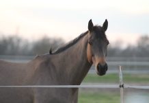 Movement Is Medicine: Why Stall Rest Isn’t the Default