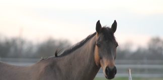 Movement Is Medicine: Why Stall Rest Isn’t the Default